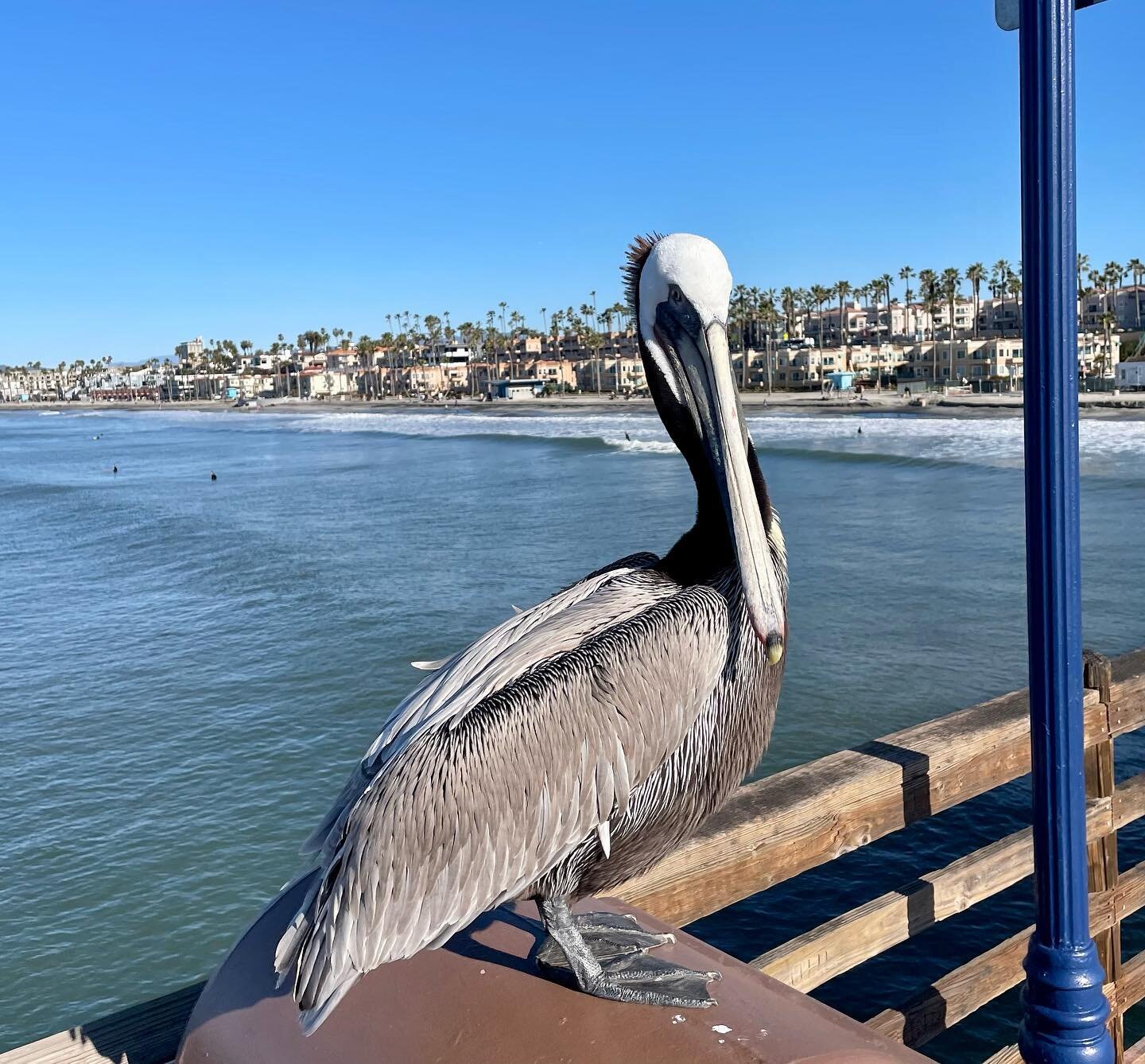 Coffee with Charlie the Pelican at the Pier Shop