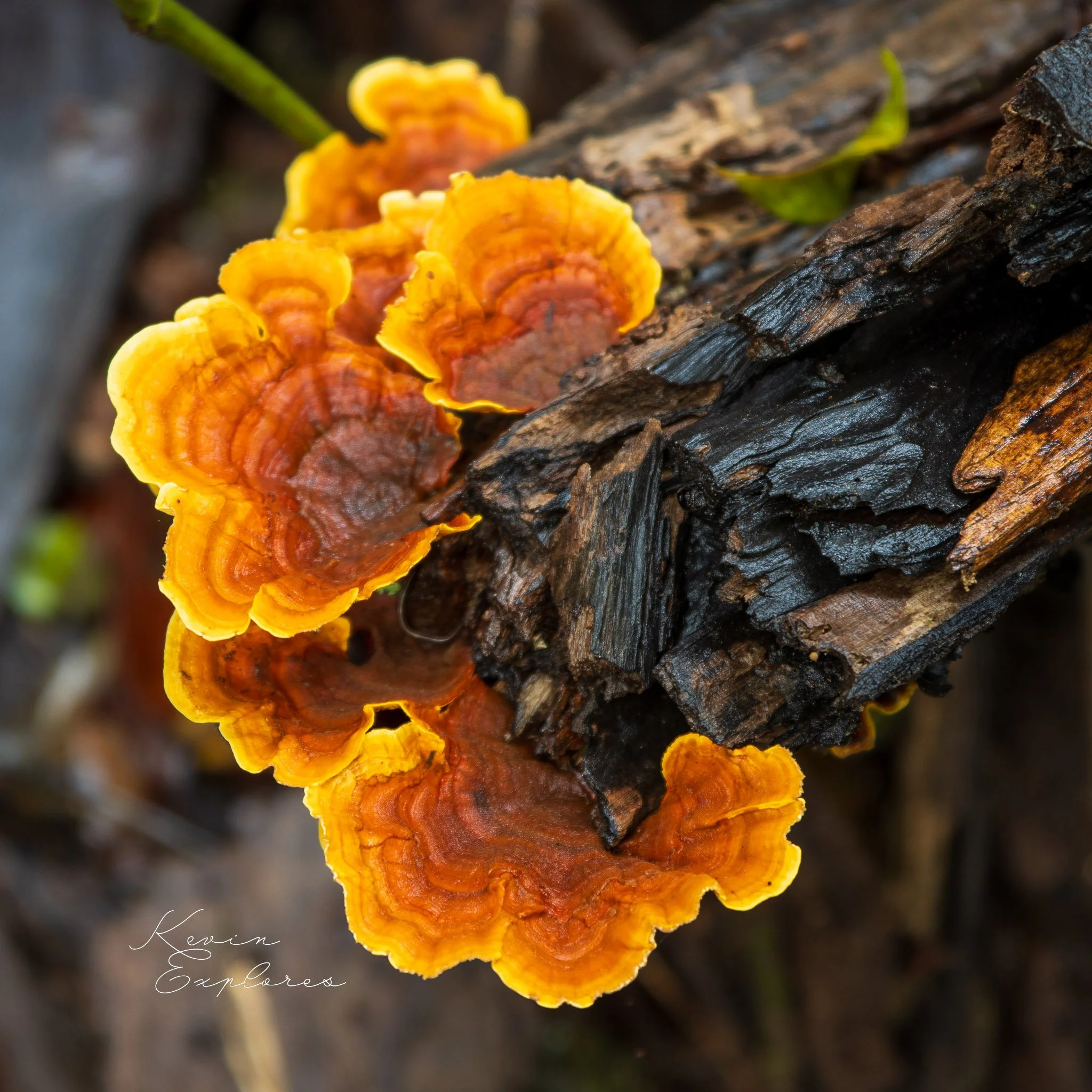 IMG_7313-4.jpg