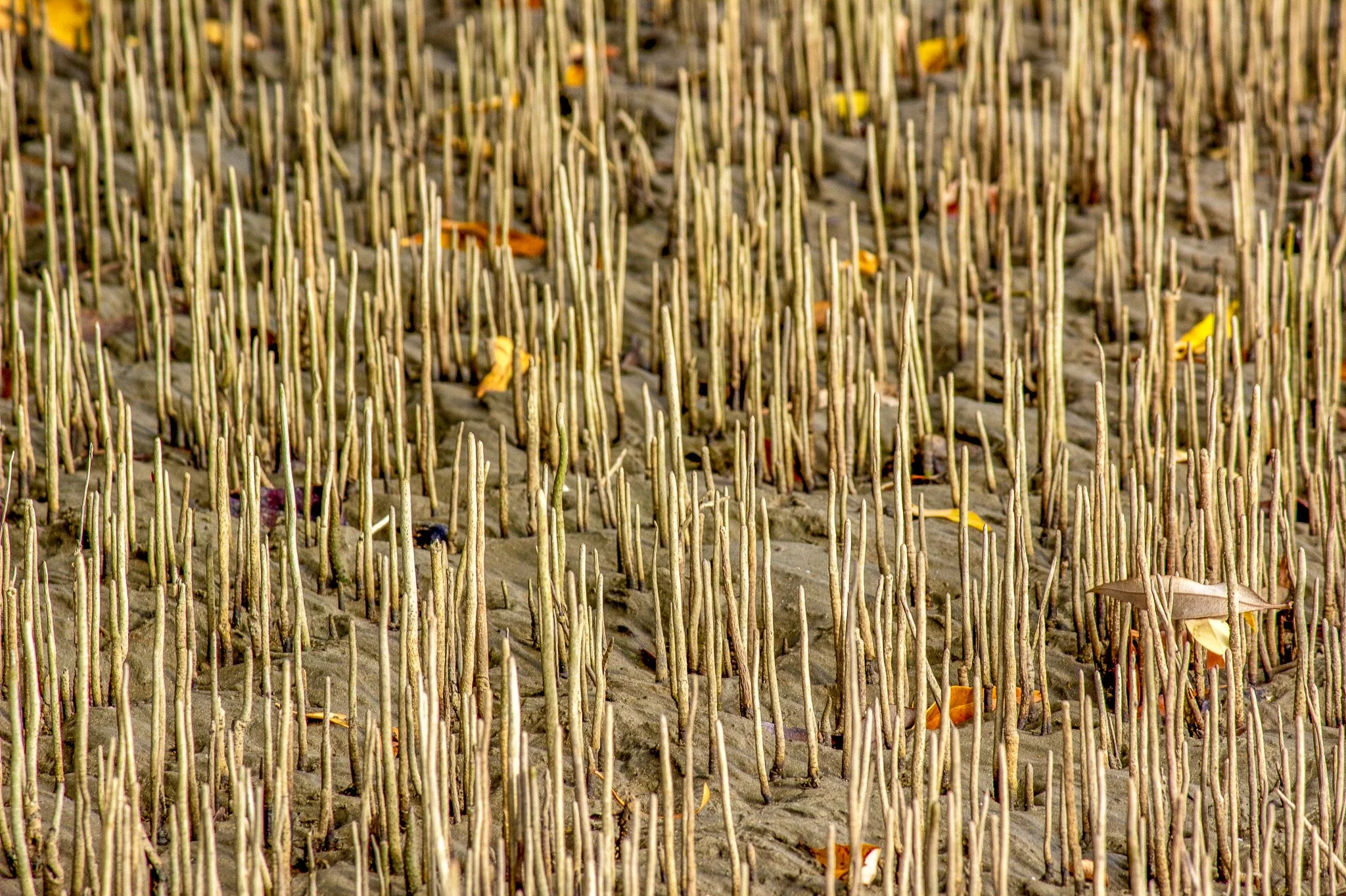 IMG_7166.jpg