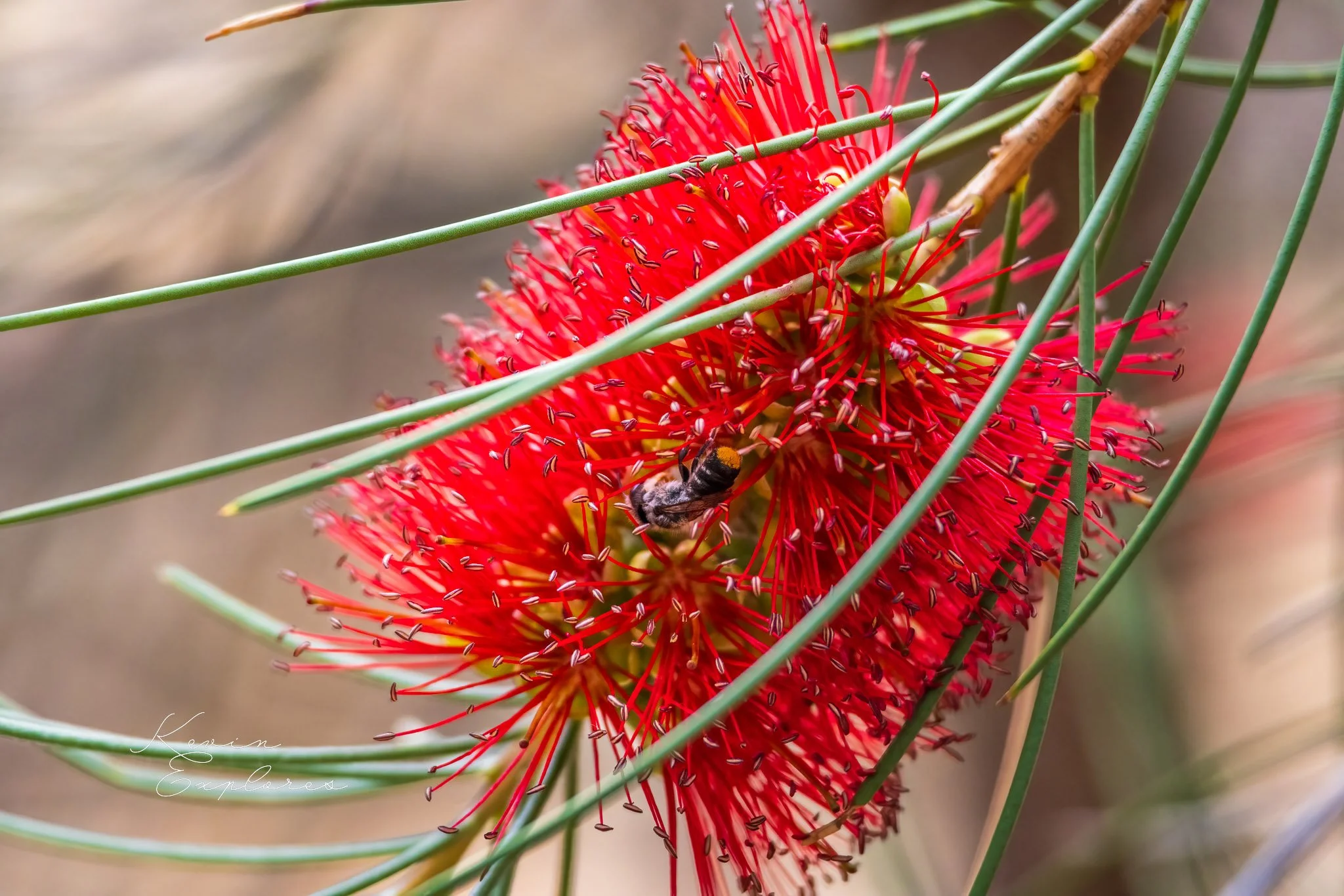 1J0A1309-Edit-2.jpg