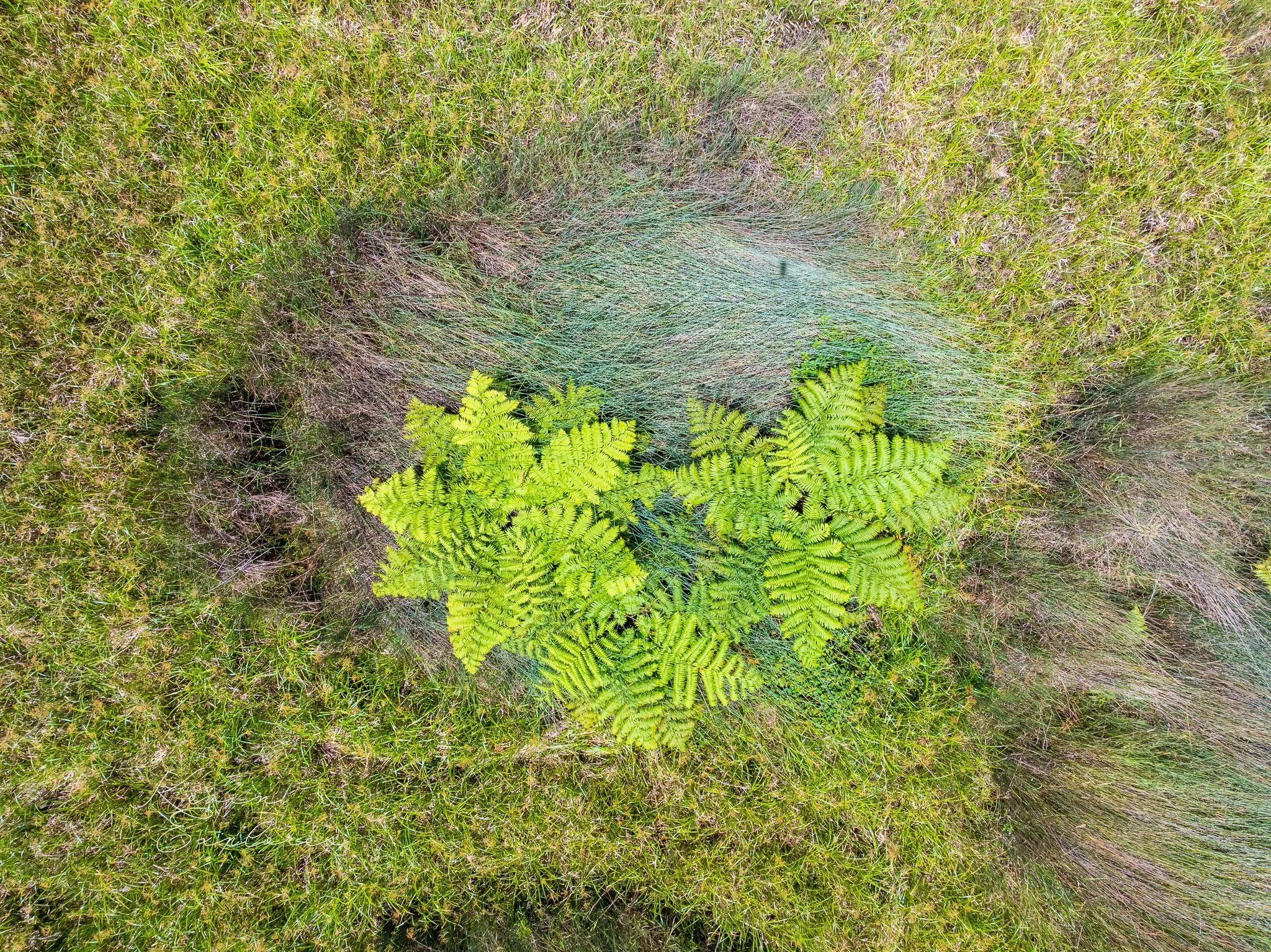 DJI_0695.jpg