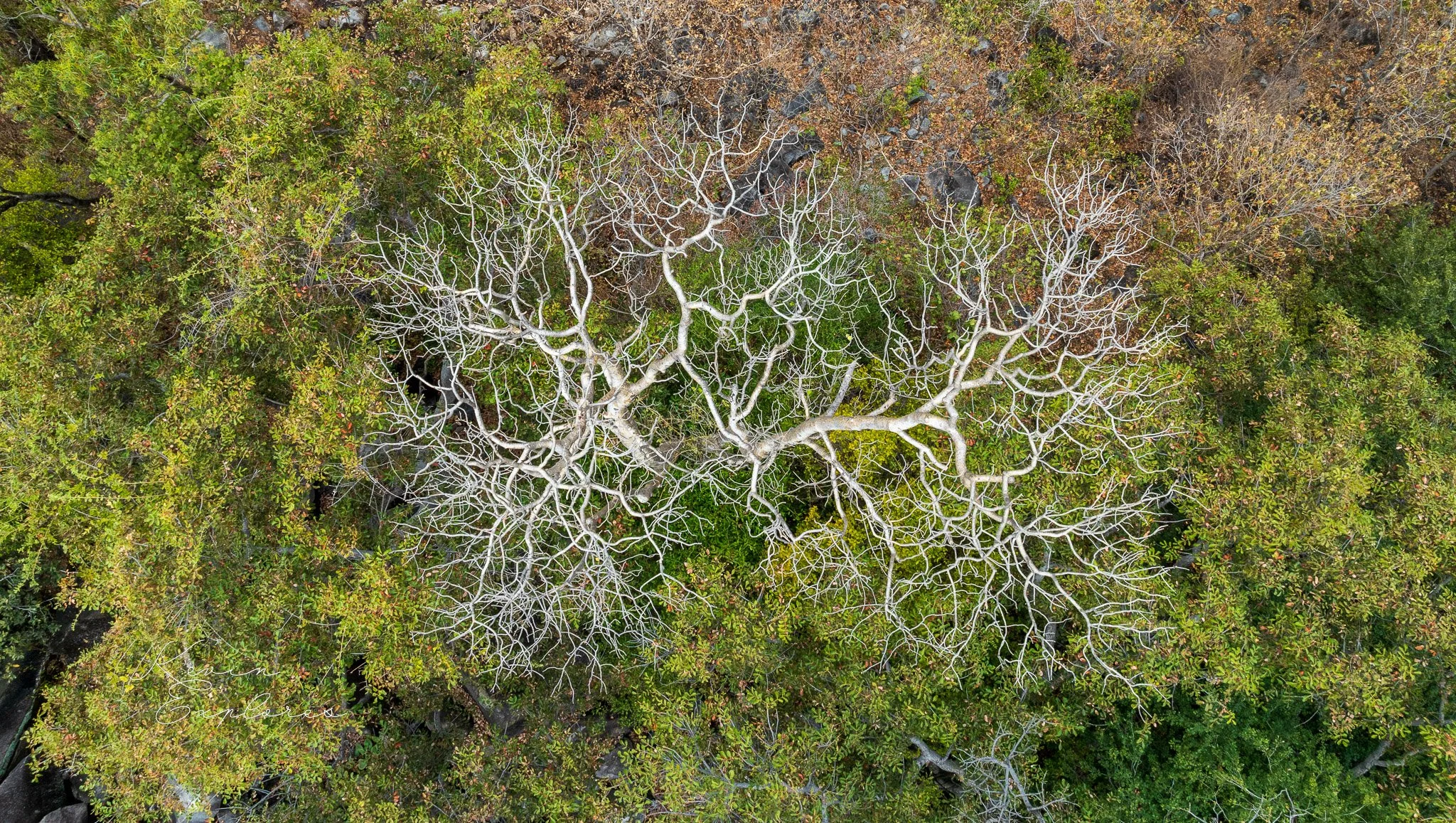 DJI_0974.jpg