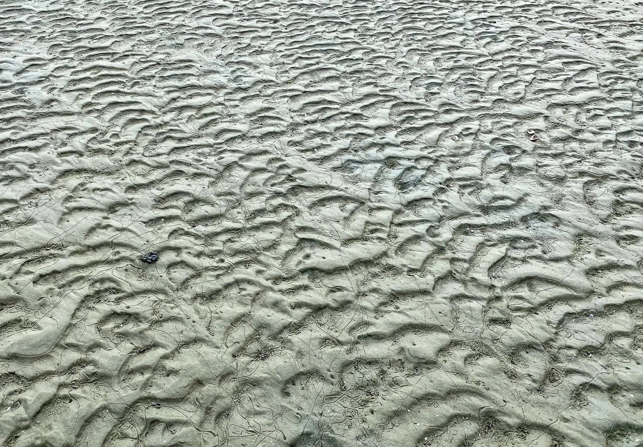 IMG_6372_jpg.jpg