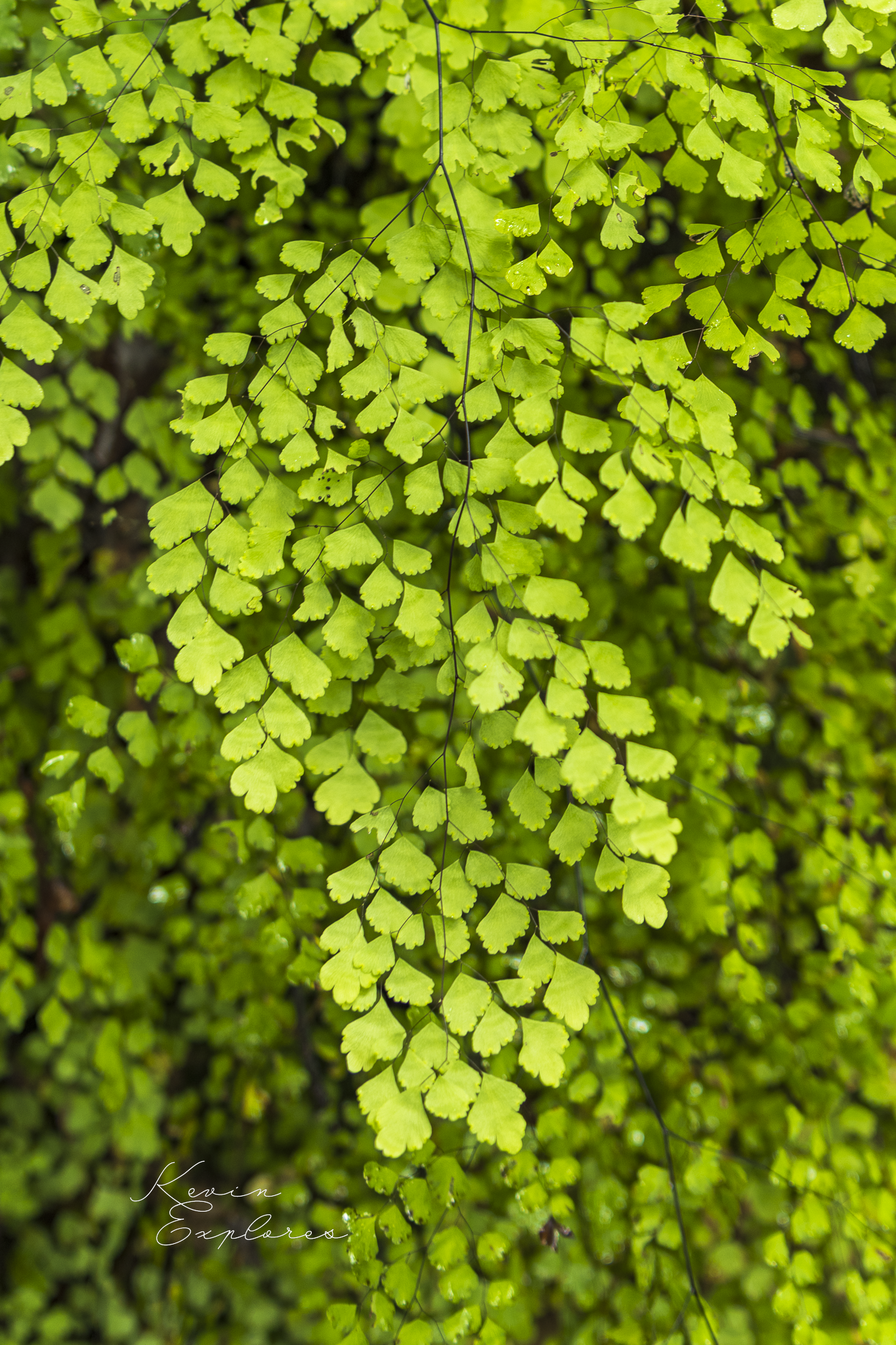 IMG_7317.png