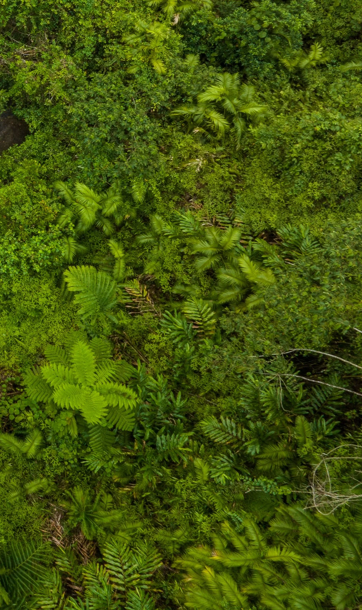 DJI_0171.jpg