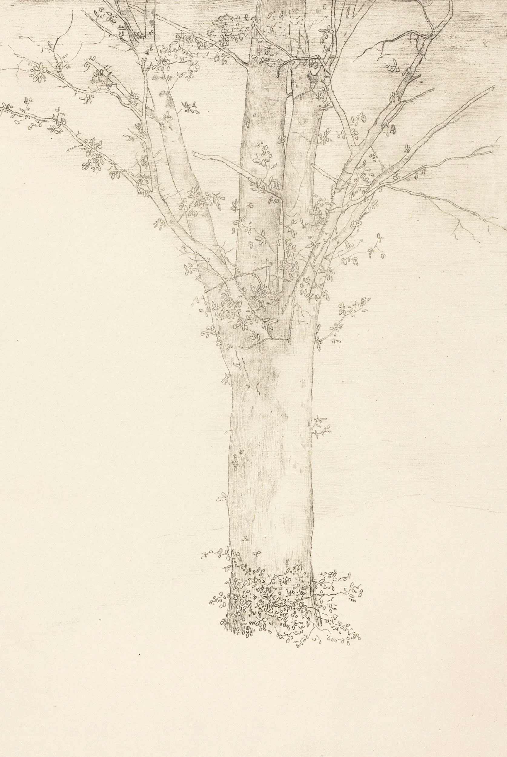 drawing of a tree
