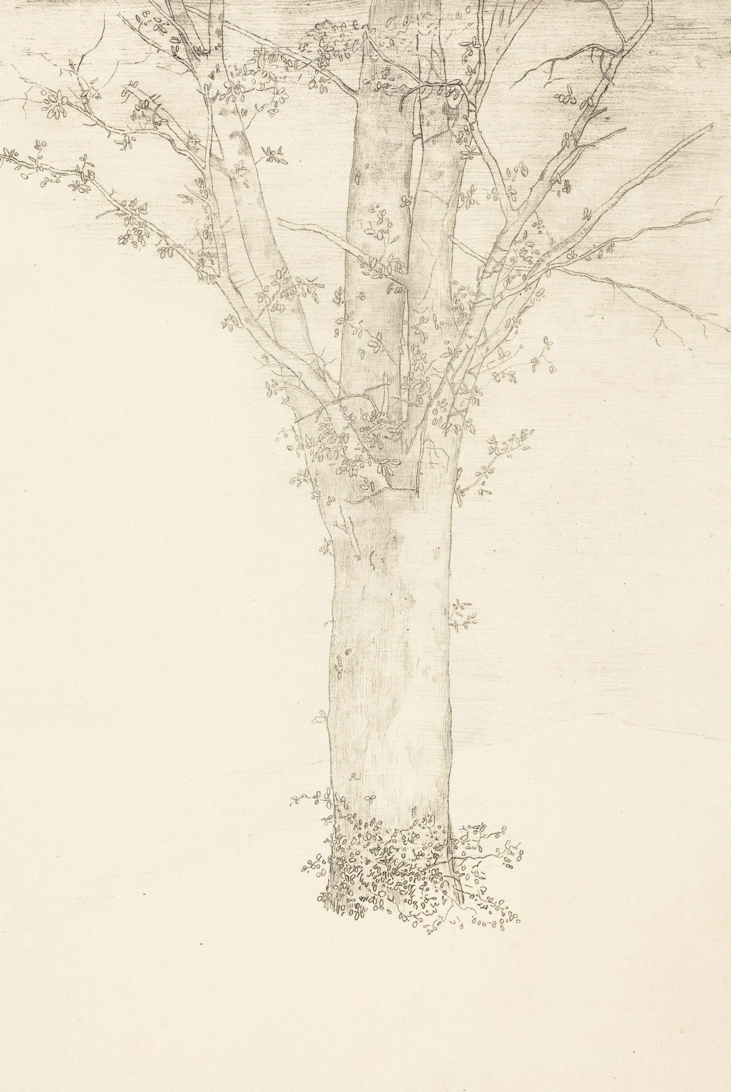 Easy Drawing of a Tree with Roots for Beginners | Step By Step