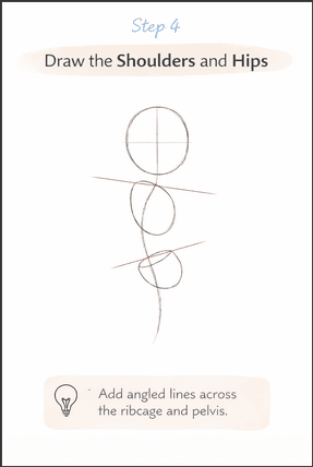 Draw the shoulders and hips