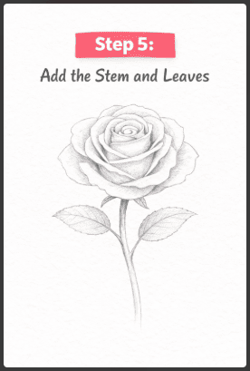 step five of how to draw roses