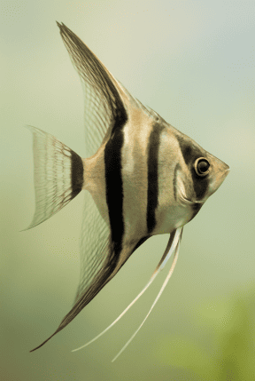 Angelfish With Triangle-shaped Fins
