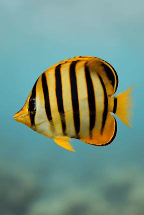 Side-view Tropical Fish With Stripes