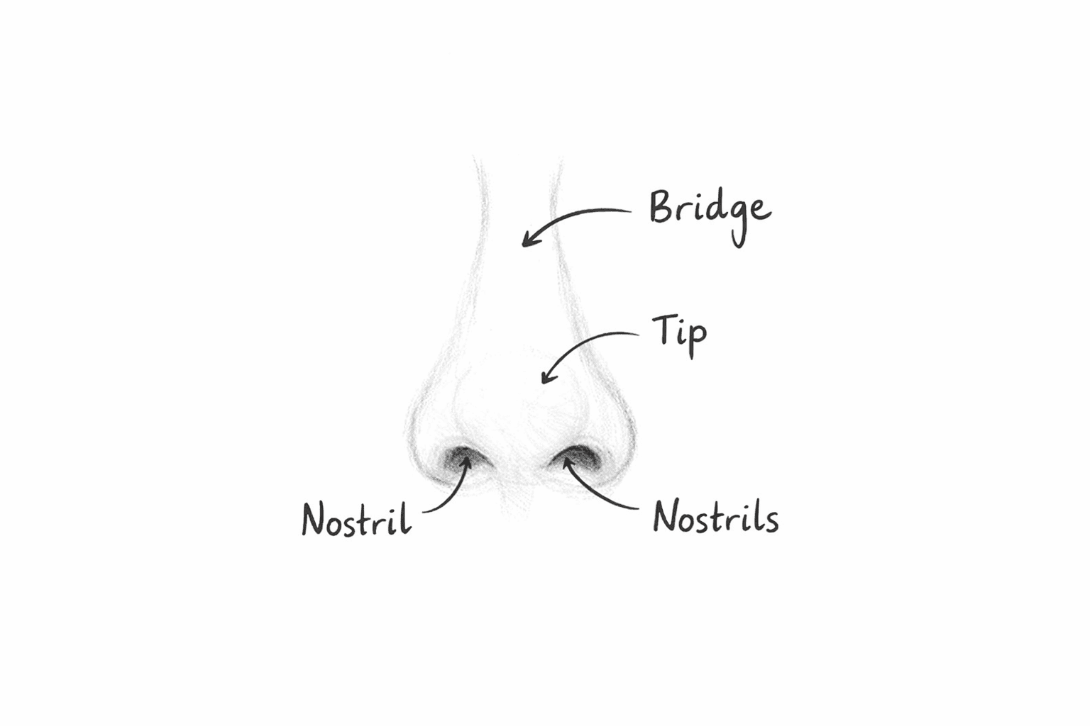 basic structure of a nose