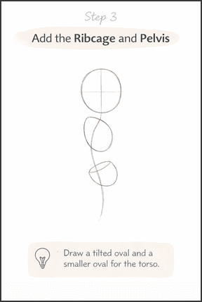 Add the ribcage and pelvis