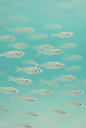 School of Tiny Fish In Motion