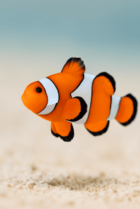 Clownfish With Bold Orange Stripes