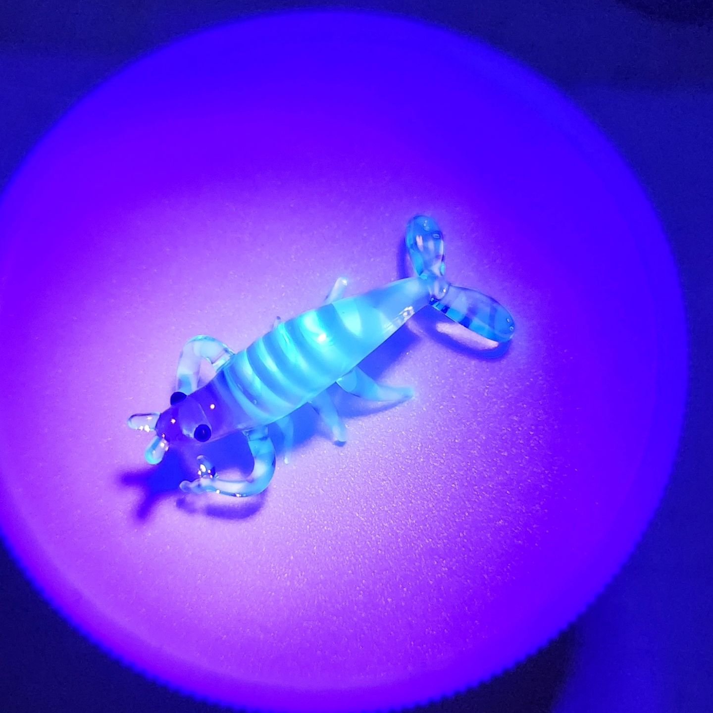 Mystique+Luna swirl shrimp 🦐 🍥 UV reactive
#shrimp #🦐 #glassart #tinyglass #glassanimals #glasscollector #glassartist #boro #uv #uvreactive #blacklight #lampwork
