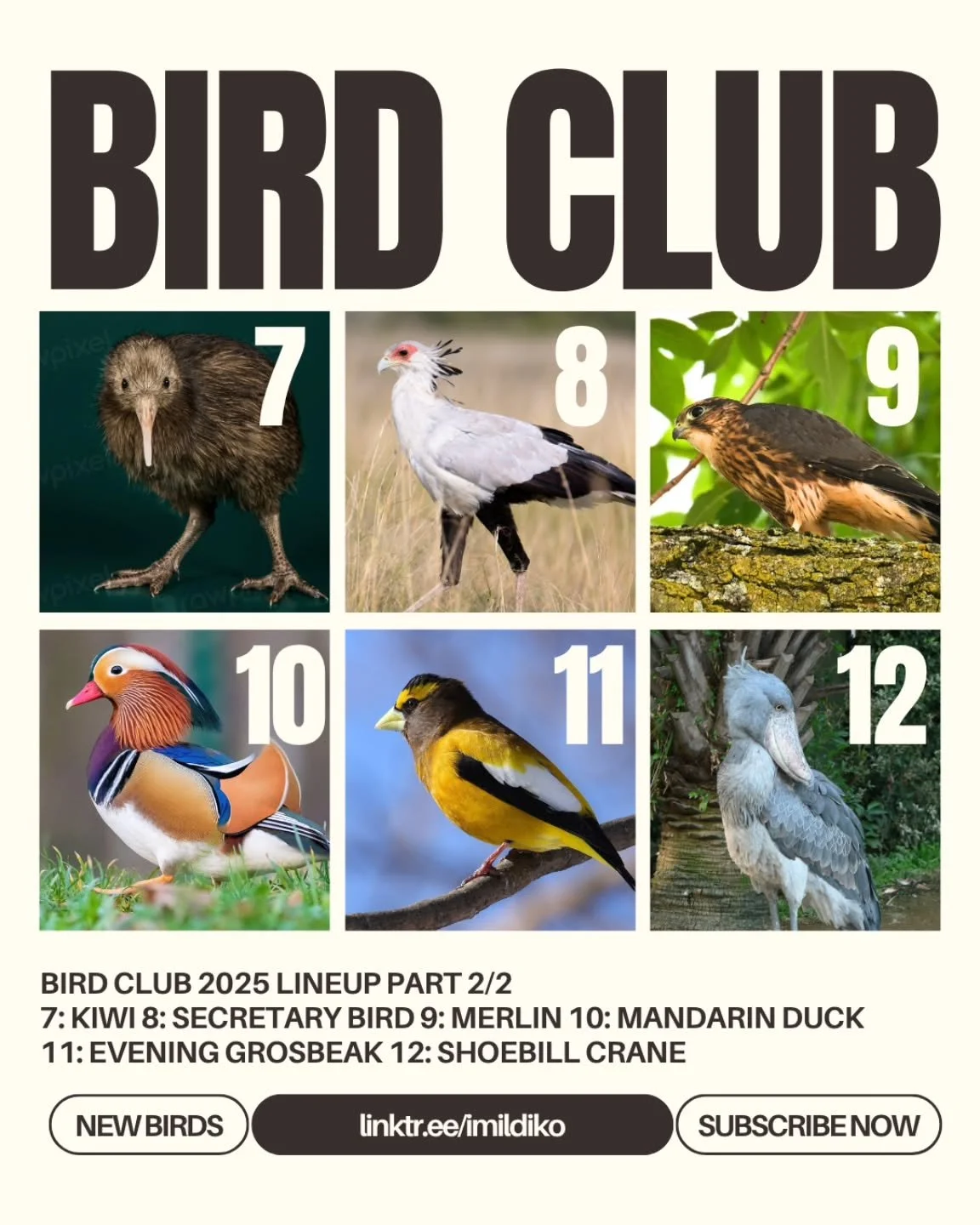Bird Club 2025 Bird of the Month lineup! 
7: Kiwi 8: Secretary Bird 9: Merlin 10: Mandarin Duck 11: Evening Grosbeak 12: Shoebill Stork

The discord has spoken, and we have our final birds of 2025! Each of these innocent birds will be captured, shrun
