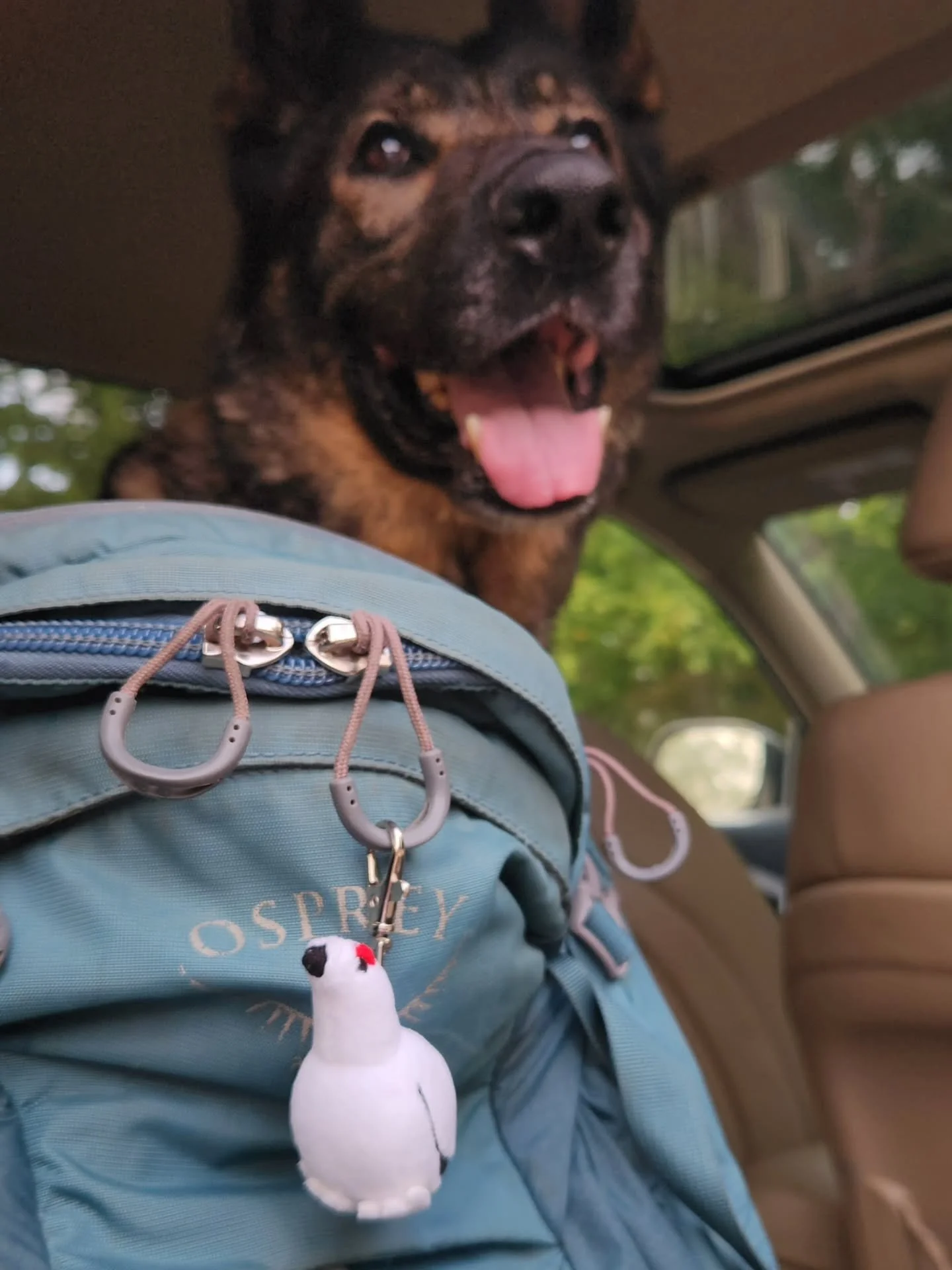 Baby's first hike! Tiny plush willow ptarmigan is officially trail tested and approved!!! I couldn't see him but I have to assume he had fun bouncing around on the backpack while we went down the trails 🙂&zwj;↕️

If you'd like your own trail compani