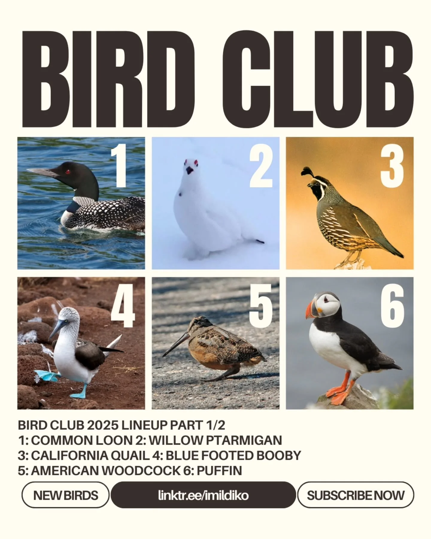Bird Club Mid Year Sale HAPPENING NOW!!
Did you miss a bird? Did you ONLY want a Booby? Well now's your time to go grab the ones that got away!
Also in the offerings, Toothpaste, the leucistic loon, Walmart Shrimp, and Bird Club Chicks!
Get them befo