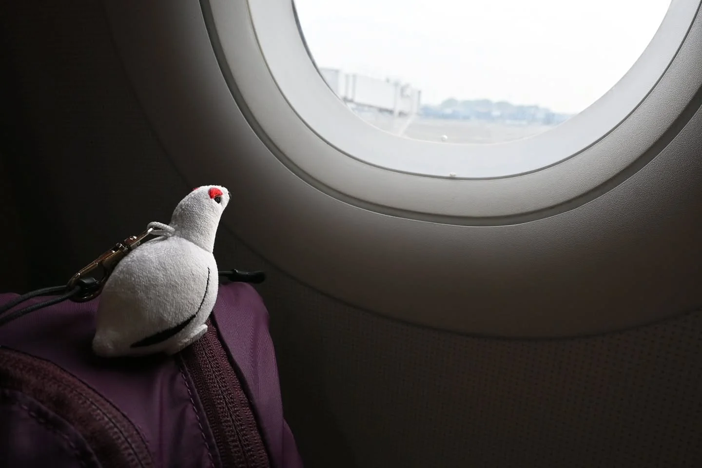 World traveler ✈️🌏

If you need a travel companion to cross the globe, or even to cross the street during errands, I have now tested tiny plush willow ptarmigan in a variety of Situations, and he's handled them all with ease and angry eyebrows!!! 

