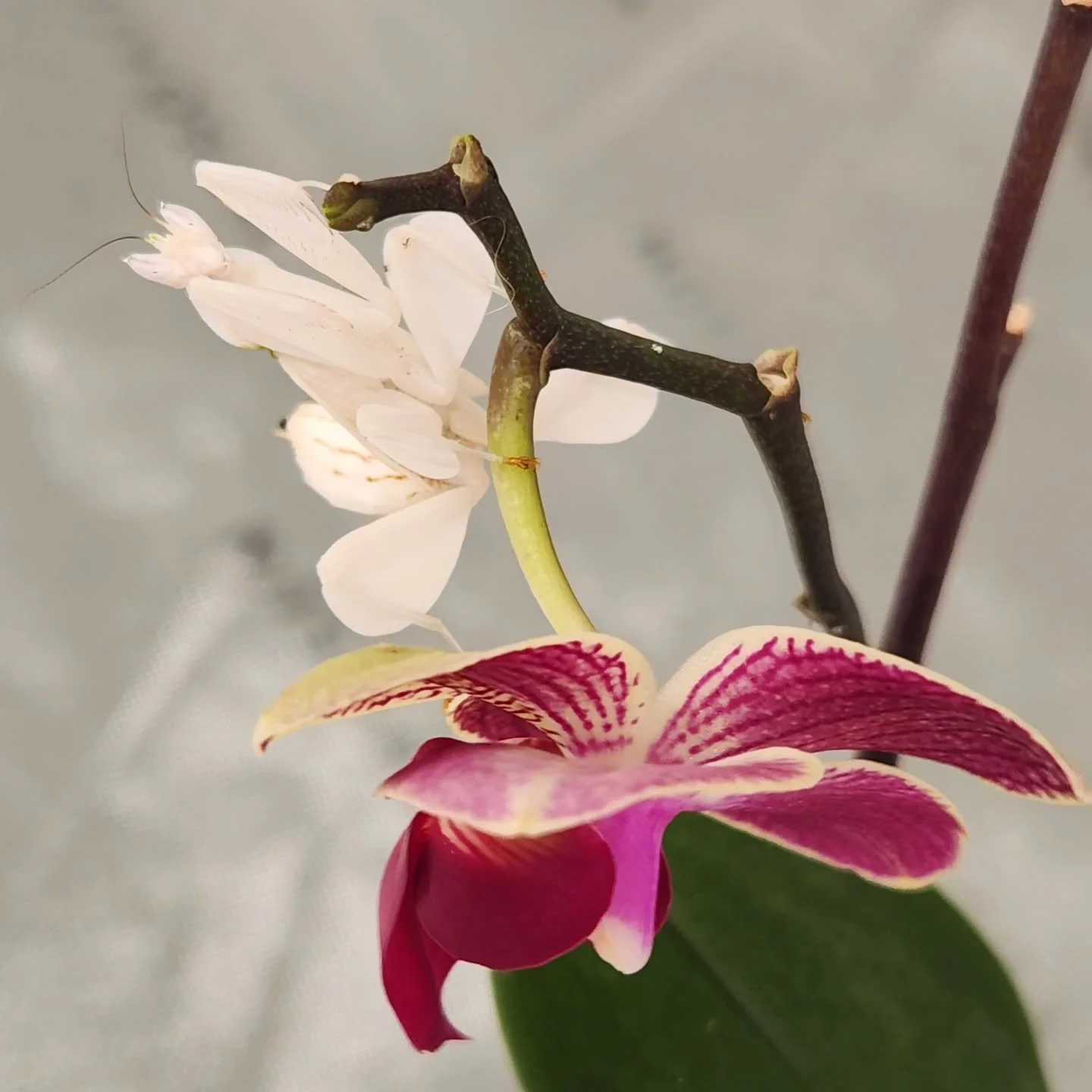 The orchids are blooming 🌸
#orchidmantis #orchids #prayingmantis