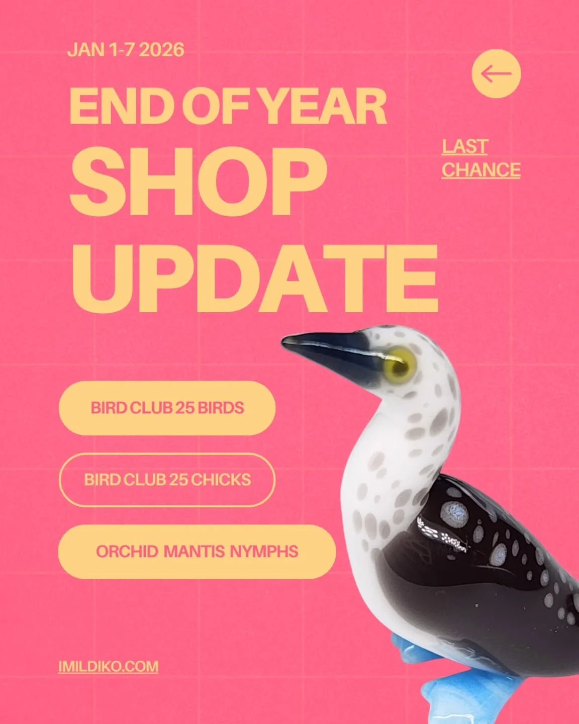 January 1-7th I'll have my end of year shop update!
Last chance to grab missing 2025 birds and chicks AND there will be orchid mantis nymphs!
#boroglass #tinyglassanimals #birding #miniatures #birdwatching