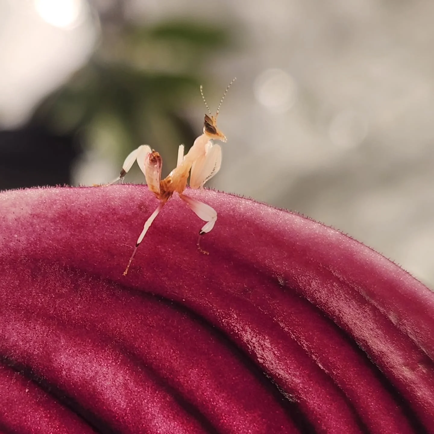 The shedding has begun! The two orchid batches have entered their second instar 🌸
#orchidmantis #prayingmantis #petbug #orchids