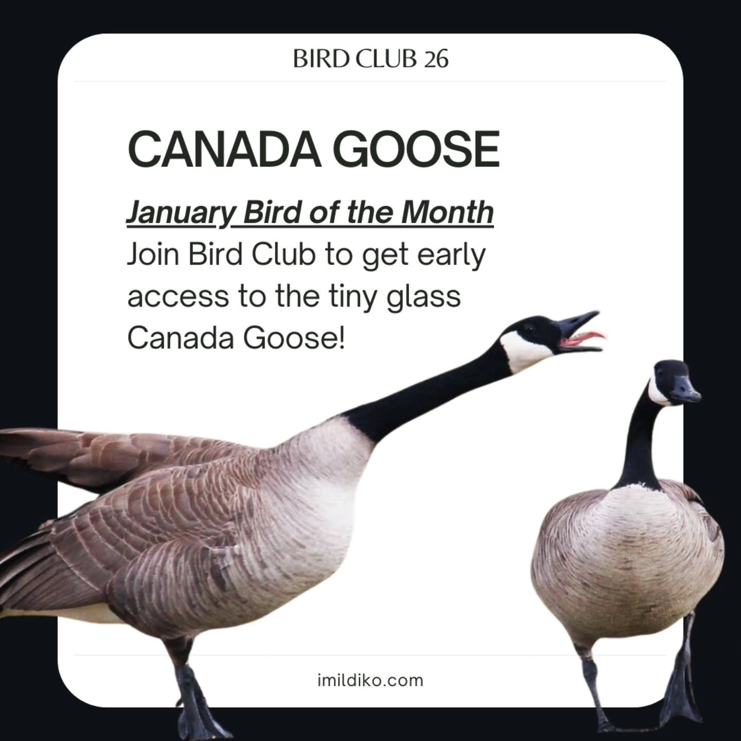 CANADA GOOSE IS NOW AVAILABLE TO THE PUBLIC 🥳 GET YOUR HONK ON!