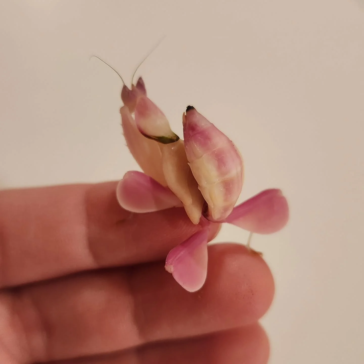 PLEASE!!! LOOK AT HER!!!! SHE'S SO PRETTY 🌺🌸🪷