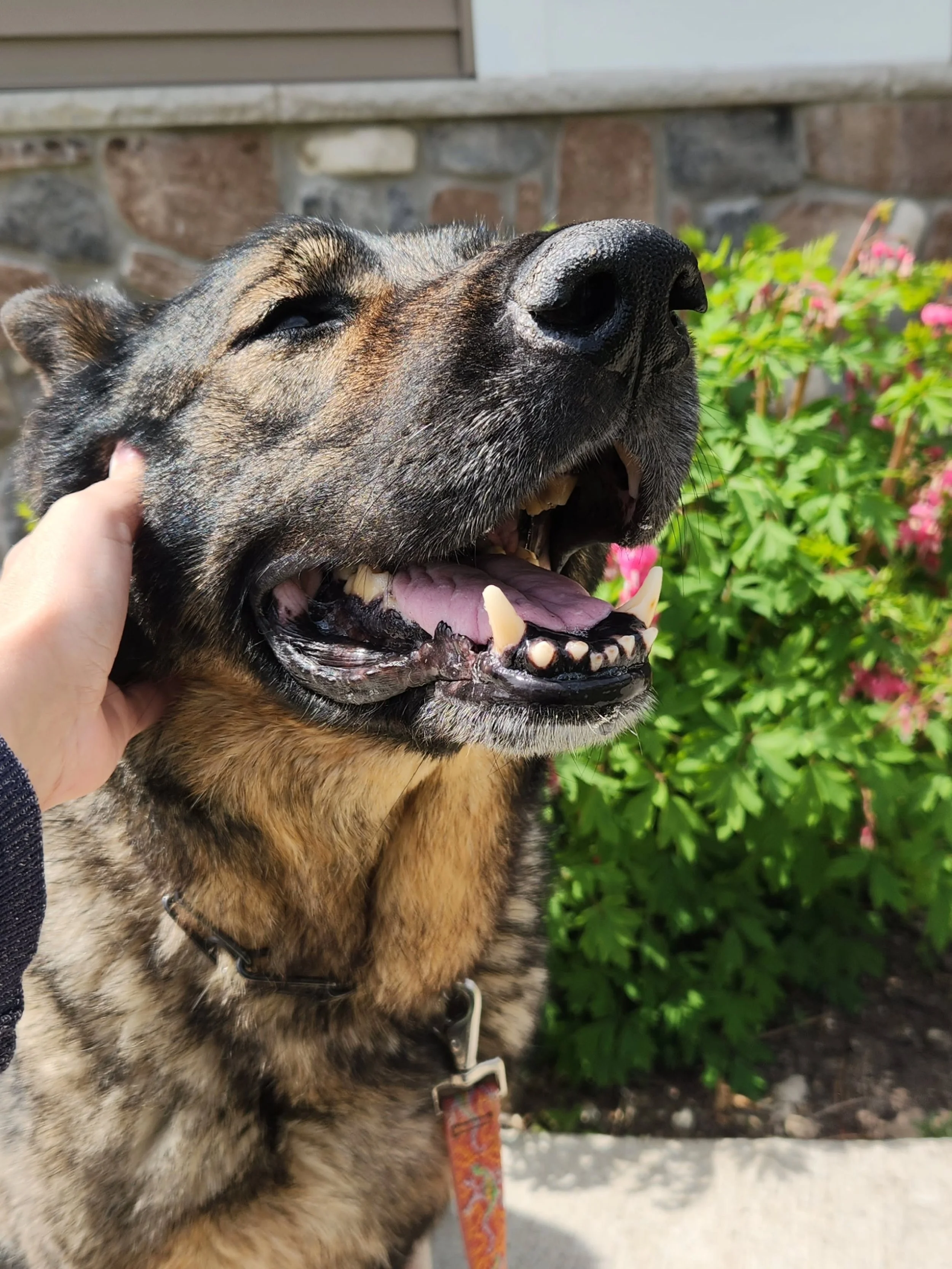 This is physically painful for me to even post this, but I'm currently losing Ghost. The more you know me, the more you know Ghost, as he's my everything, a part of my soul. I've never felt a pain so deep. 
I'm so incredibly lucky that I've gotten to