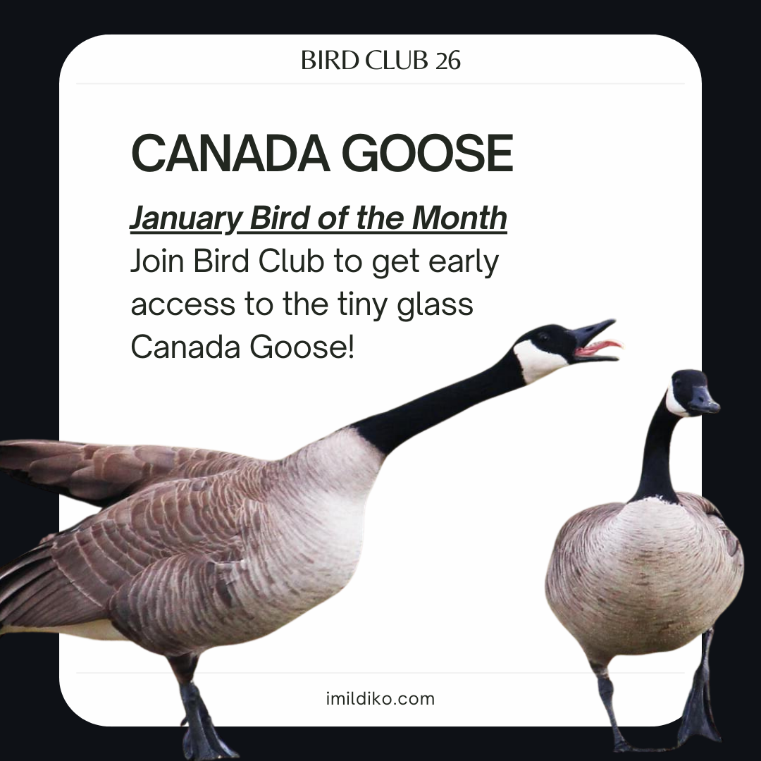 Canada Goose - Bird Club 26 - January