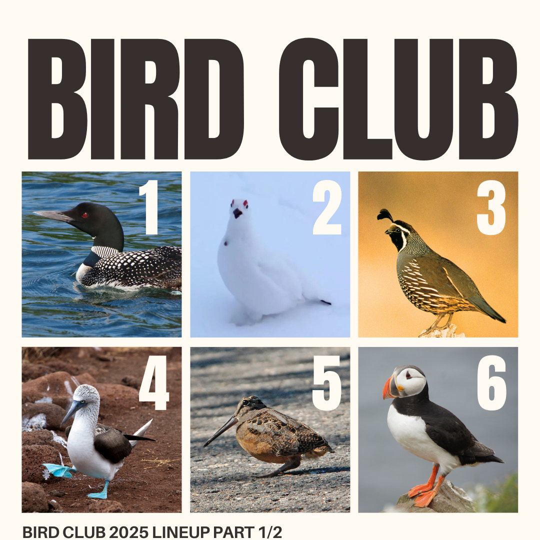 Copy+of+Copy+of+FEB+bird+club.png