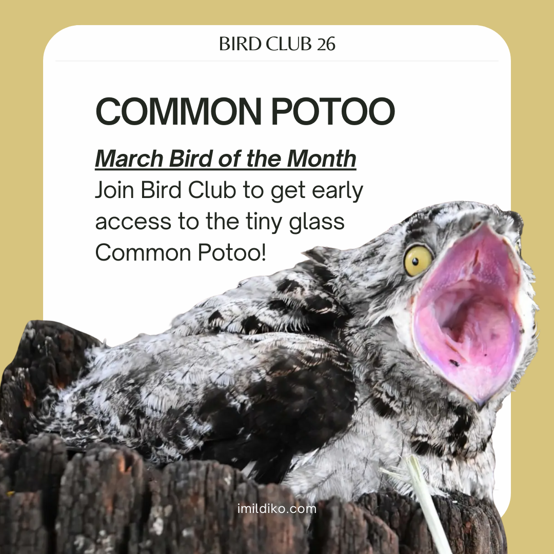 3 Mar Common Potoo.png