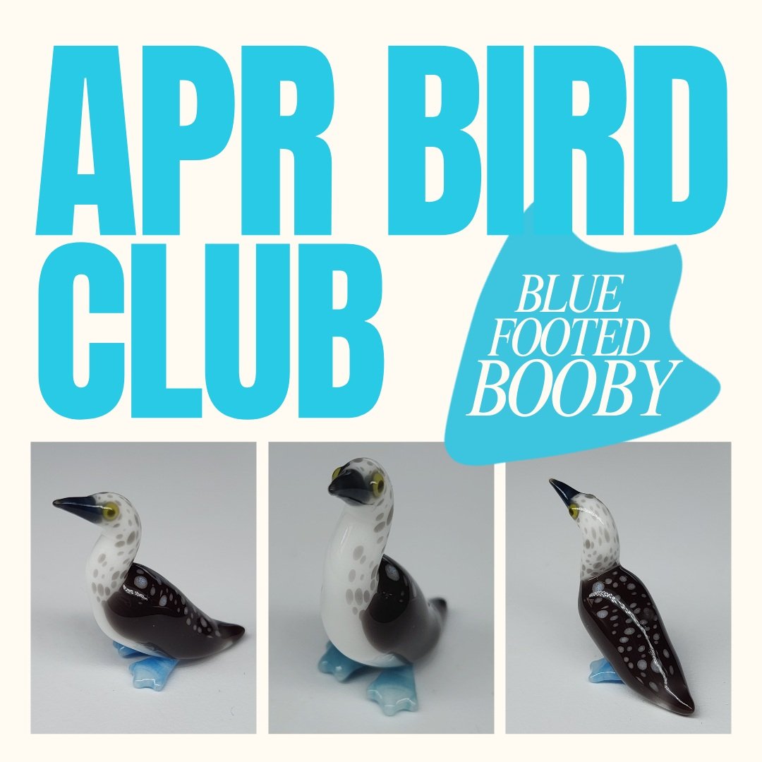 Blue Footed Booby - BIRD CLUB #4
