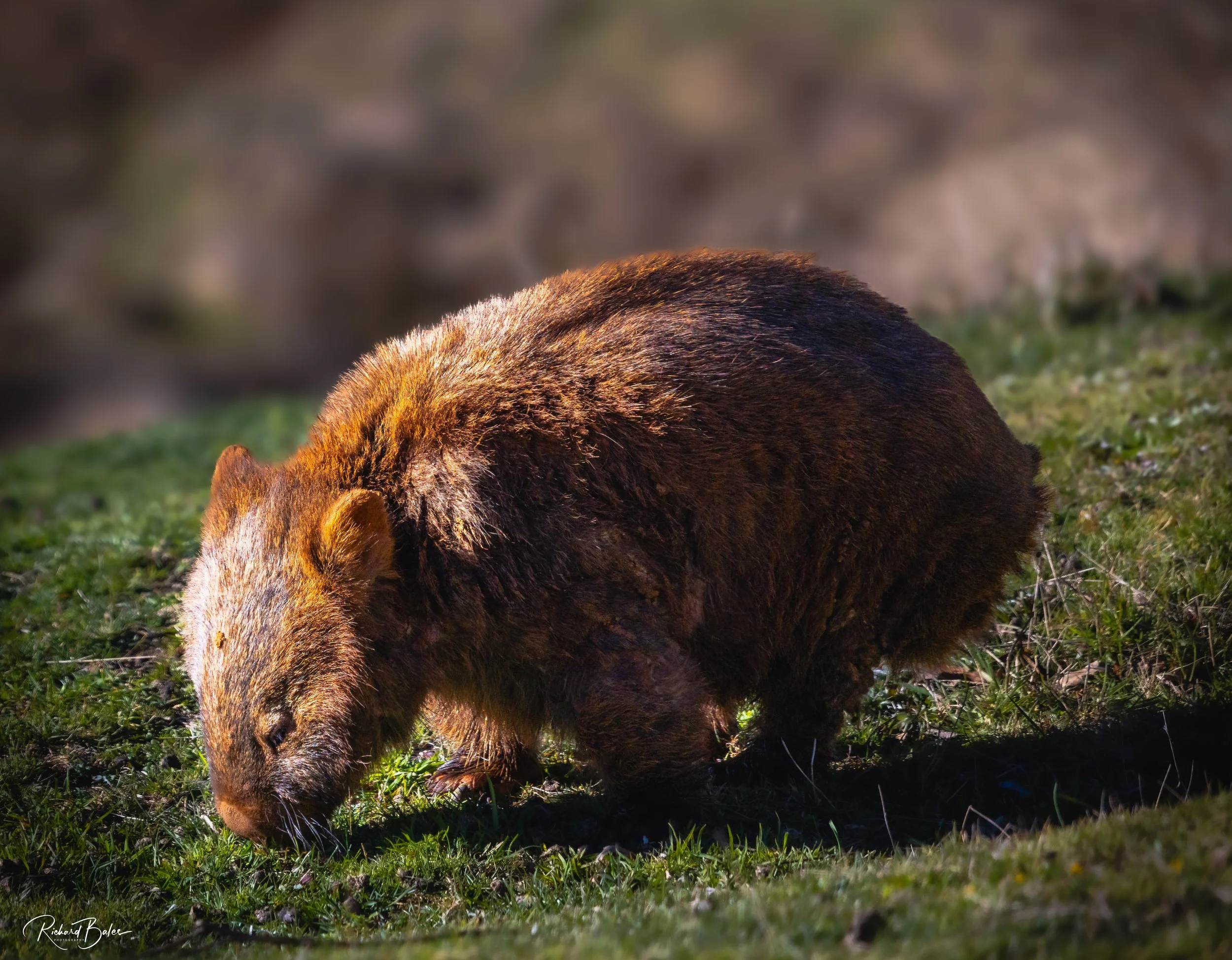 AUSTRALIA NSW Kanangra NP  BSP9188.jpg
