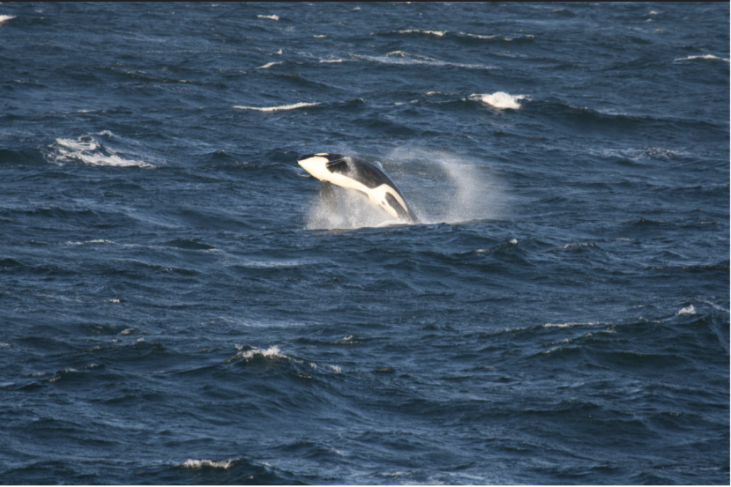 The Fight to Save Tacoma’s Disappearing Orcas