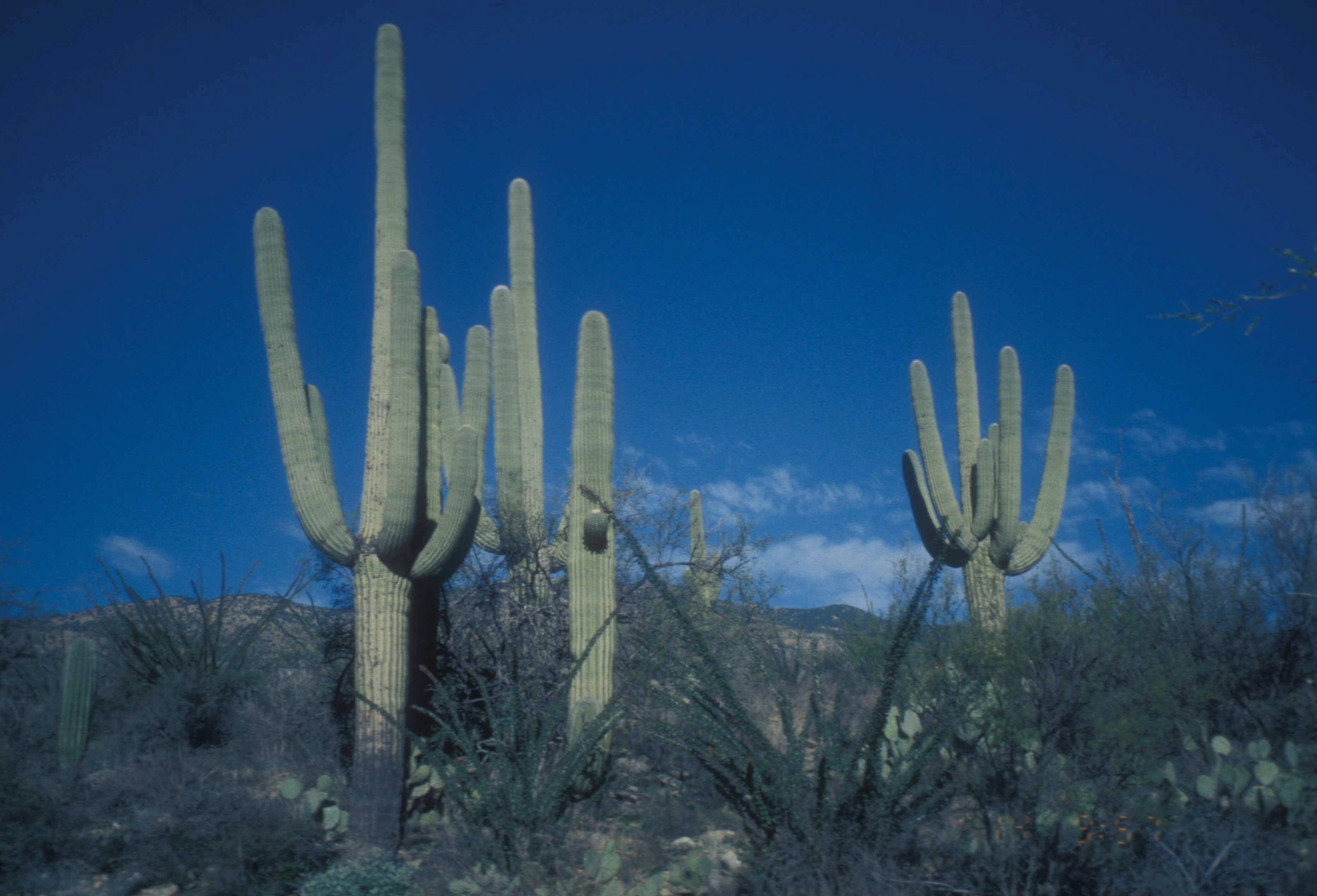 The Sonoran Desert was Built for Heat, Climate Change is Testing its Limits