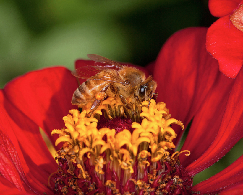How Fort Collins is Responding to Colorado's Pollinator Decline