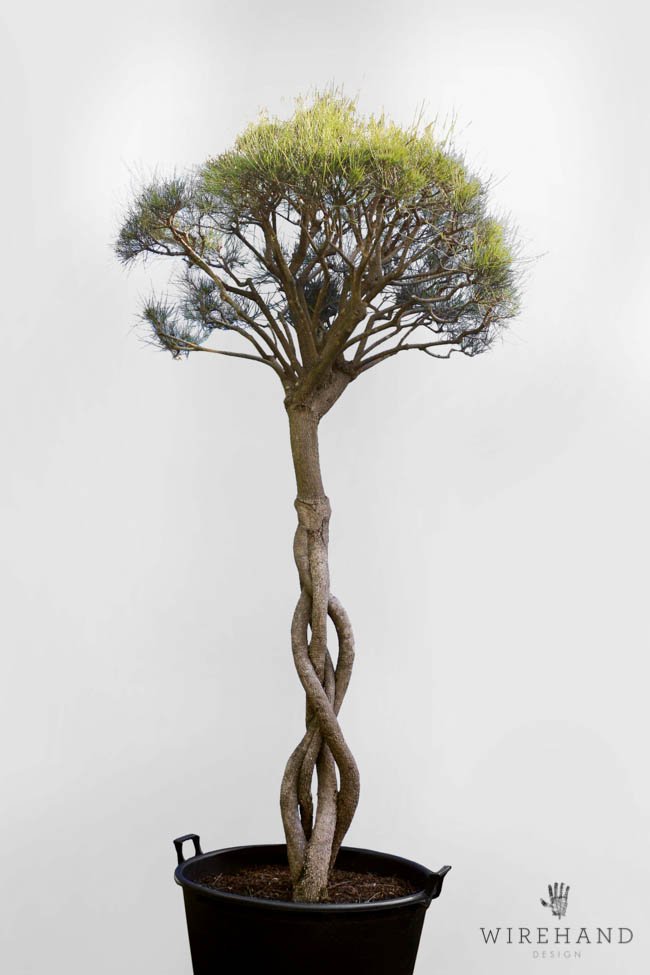 Wirehand_TreeShoot_5[1] - Copy.jpg