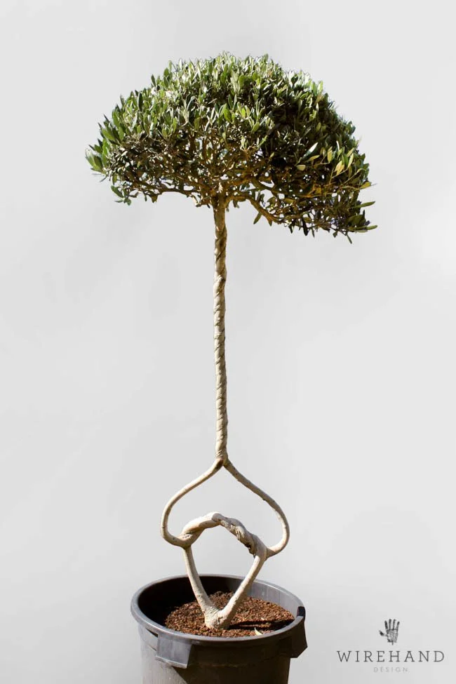 Wirehand_TreeShoot_10[1] - Copy.jpg