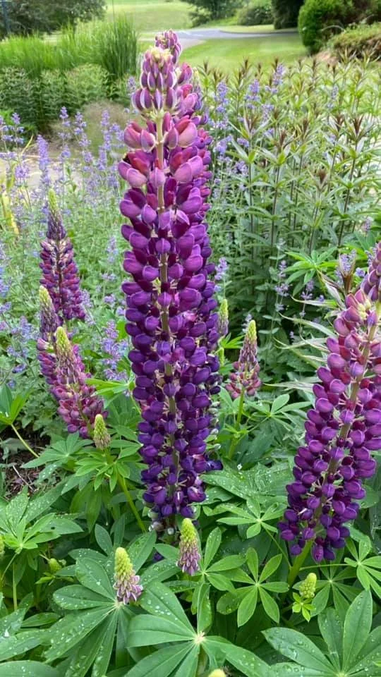 Gleneagles 1 Photo 10.jpg