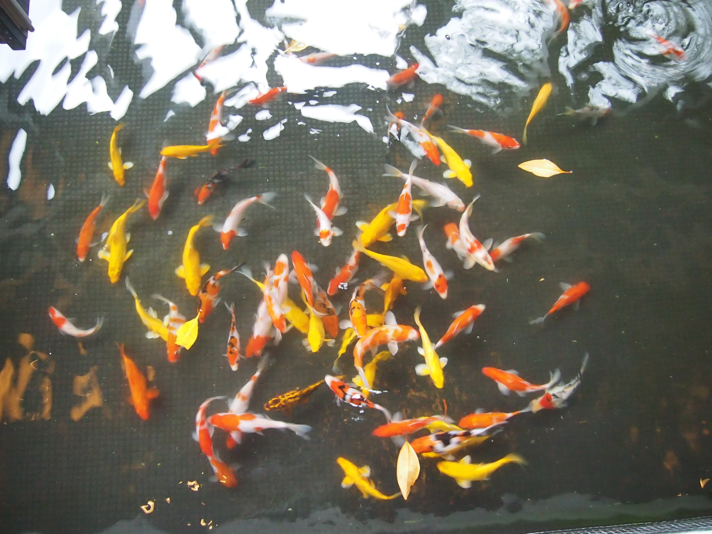 2011-01-01 01.00.00-1578.jpg