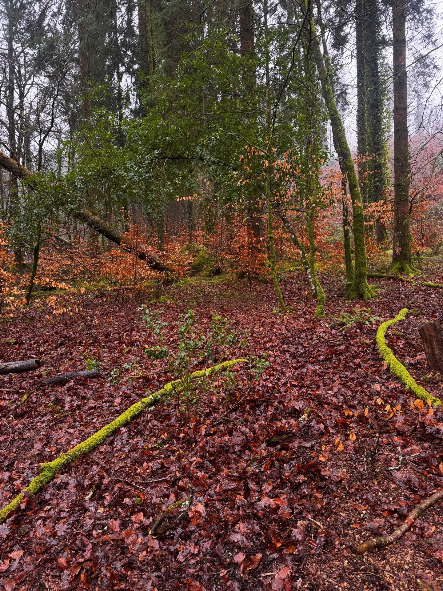 Walking on a new to us woodland path towards Dulverton. Soft rain saturated the colours and made the river pound. Then lunch at the Copper Kettle, a proper day off!
Today I am teaching the first of my &lsquo;Printmakers sketchbook&rsquo; workshops bu