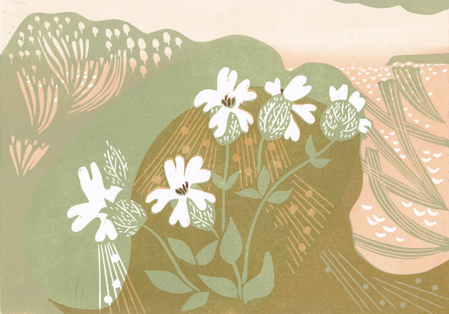 sea-campion-landscape.jpg