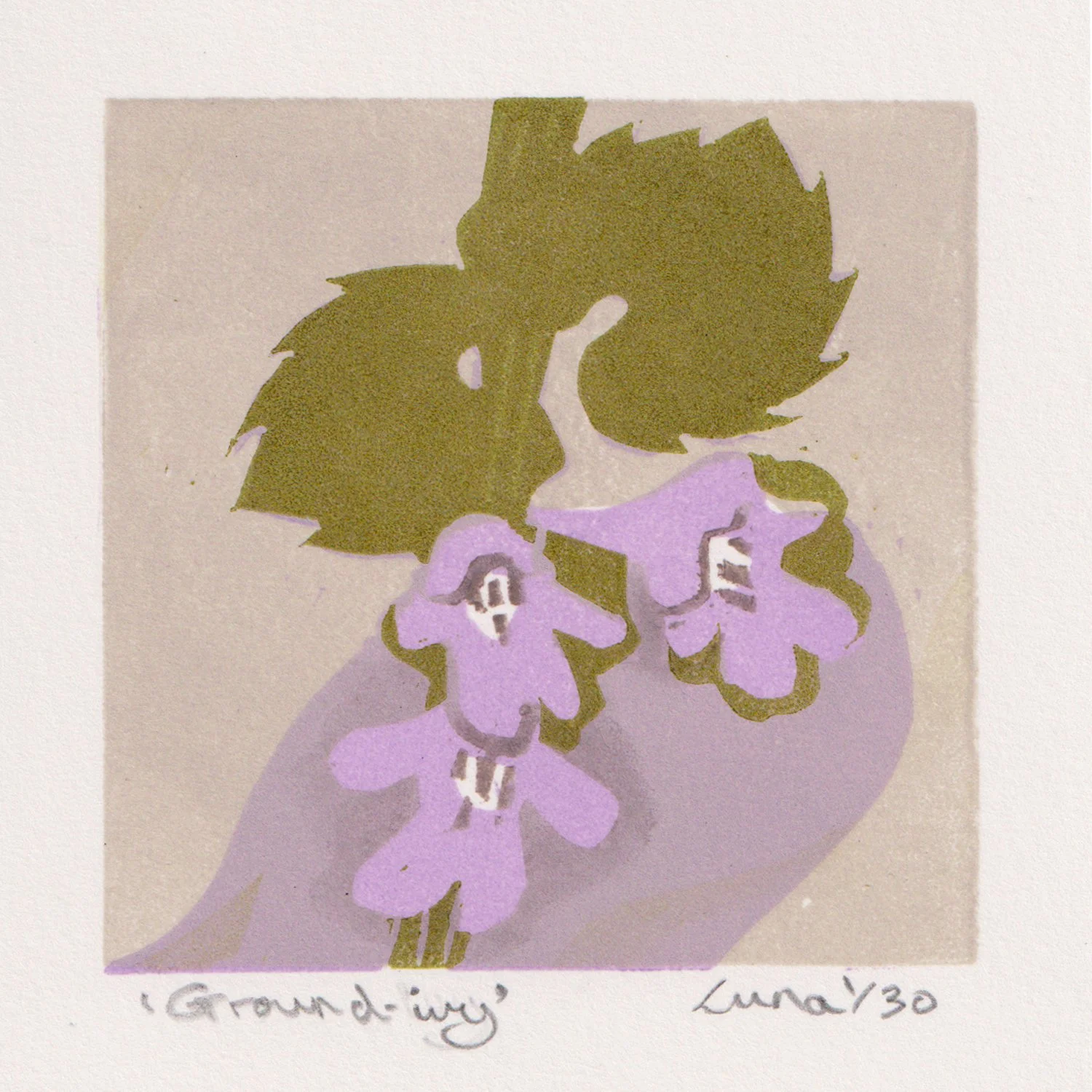 ground-ivy.jpg