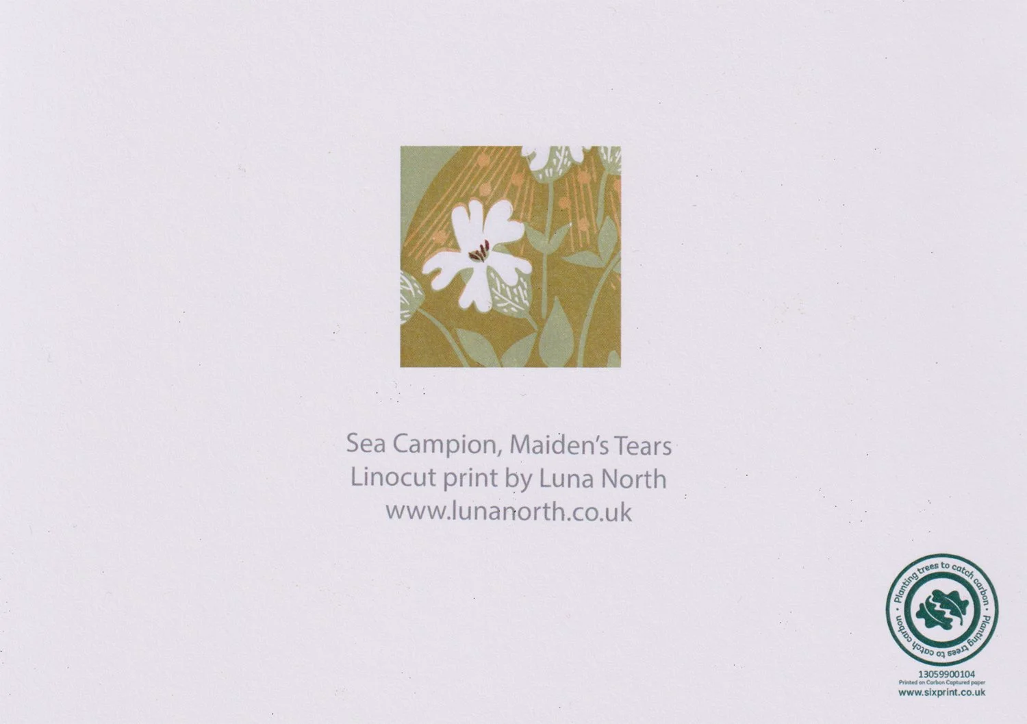 sea-campion-back.jpg