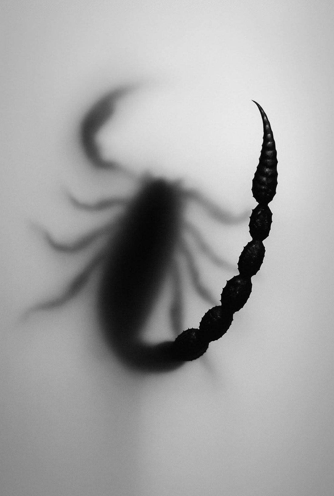 A black and white photo of a curled scorpion silhouette casting a shadow on a plain background.