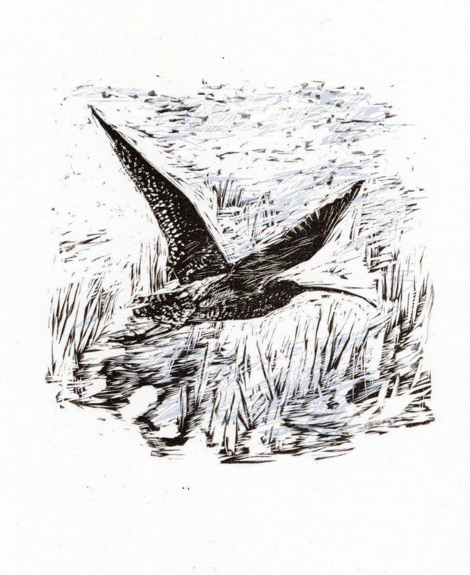 Curlew (1).jpg