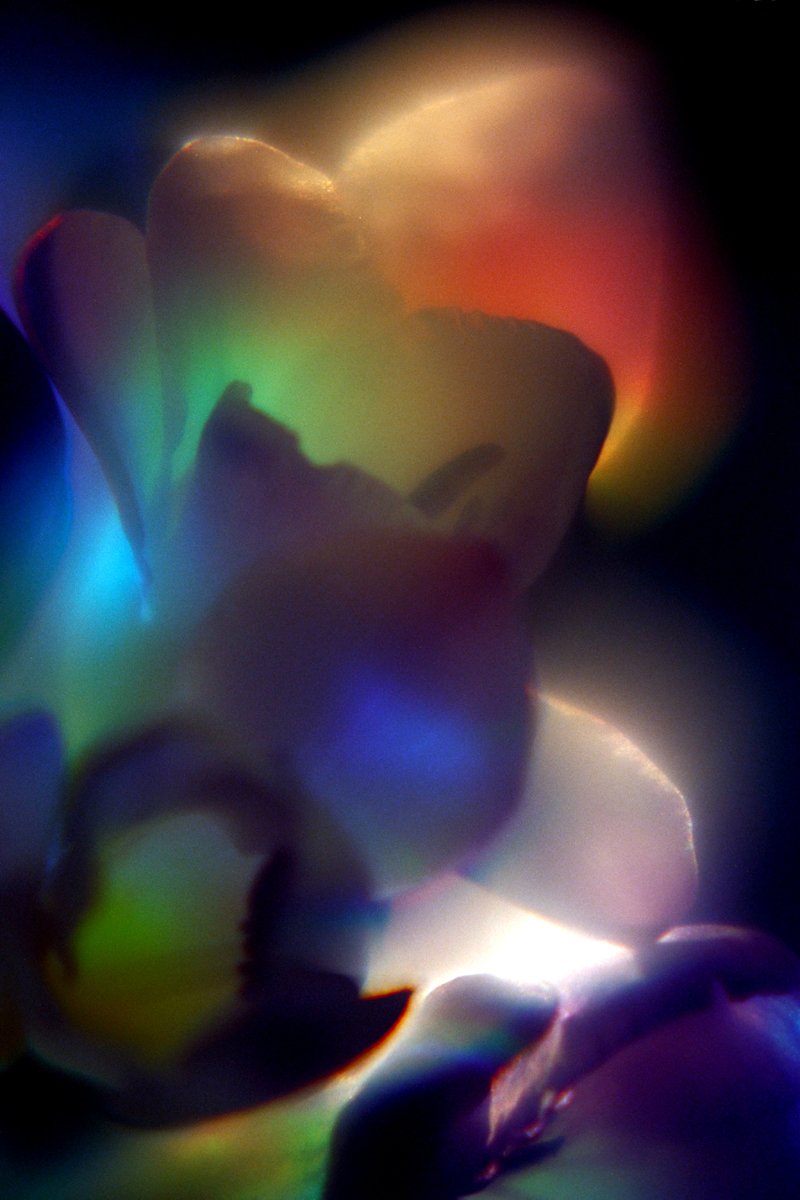 Freesia Gold Poster mini 6x4.jpg
