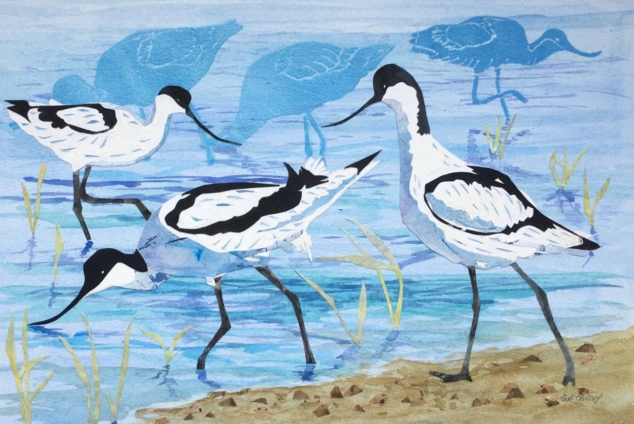 Avocets.jpg